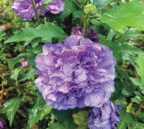 Blueberry Smoothie™ Hibiscus ( Althea ) - Rose Of Sharon