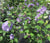 Blueberry Smoothie™ Hibiscus ( Althea ) - Rose Of Sharon