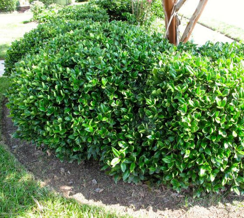 Carissa Holly ( ilex cornuta )