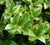 Carissa Holly Ilex cornuta carissa 