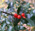 Dragon Lady Holly Tree Ilex × aquipernyi 'Meschick'