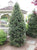 Dragon Lady Holly Tree Ilex × aquipernyi 'Meschick'