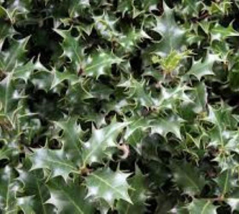 Dragon Lady Holly Tree ( ilex aquipernyi )