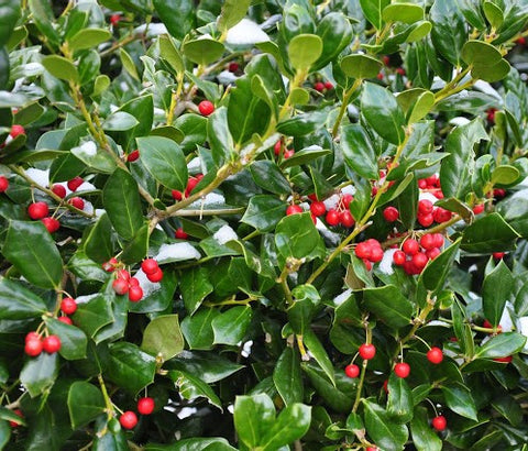 Dwarf Burford Holly ( ilex cornuta )