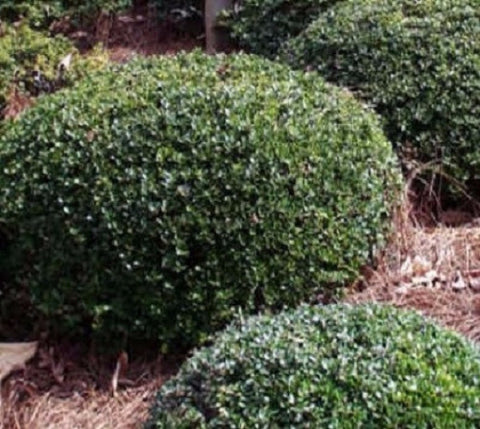 Dwarf Yaupon Holly ( ilex vomitoria )
