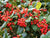 Nellie R. Stevens Holly Tree