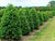 Nellie R. Stevens Holly Tree