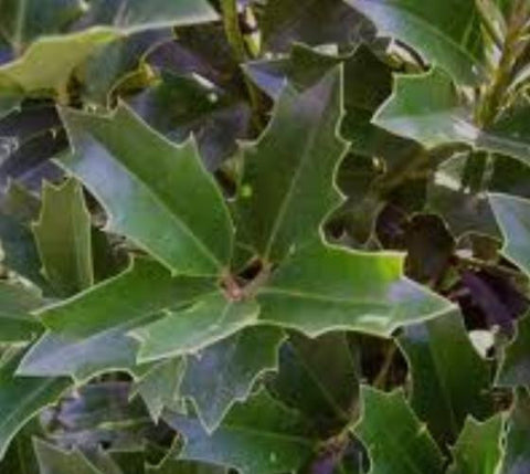 Oak Leaf™ Holly Tree ( ilex conaf )