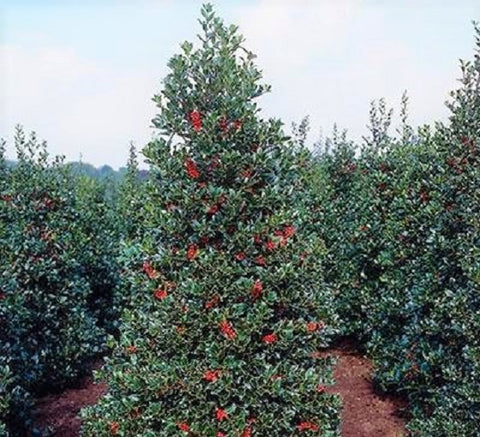 Robin™ Red Holly Tree
