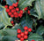 Robin™ Red Holly Tree