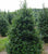 Robin™ Red Holly Tree