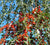 Weeping Yaupon Holly Tree ilex vomitoria pendula