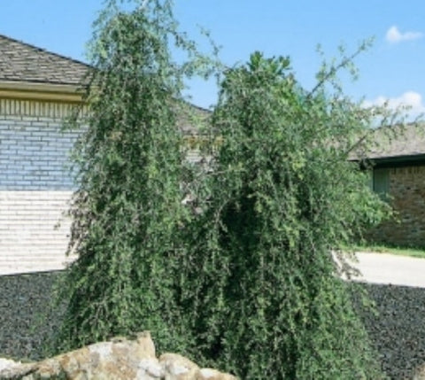 Weeping Yaupon Holly Tree