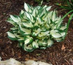 Fire and Ice Variegated Hosta hosta fire and ice