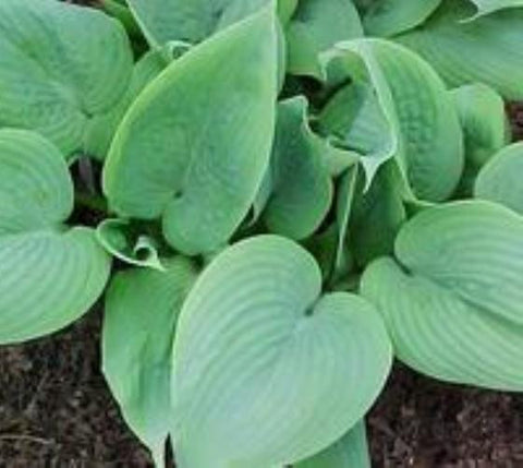 Fragrant Blue Hosta