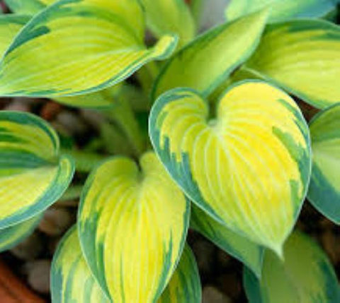 June Variegated Hosta