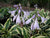 Patriot Variegated Hosta