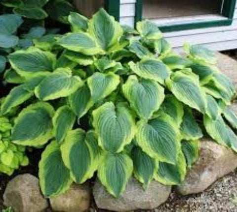 Satisfaction Variegated Hosta