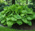 Sum & Substance Hosta Hosta x 'Sum & Substance'