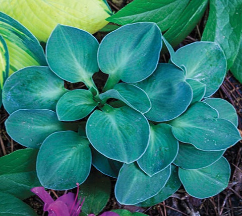 Hosta Blue Mouse Ears