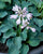 Hosta Blue Mouse Ears