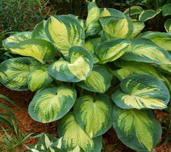 Great Expectations Hosta