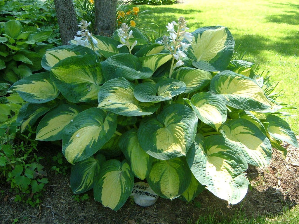 Great Expectations Hosta