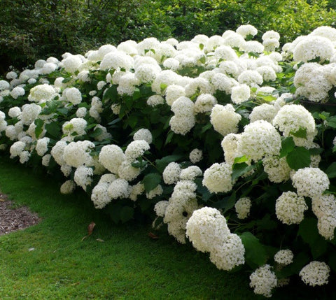 Annabelle Smooth Hydrangea arborescens