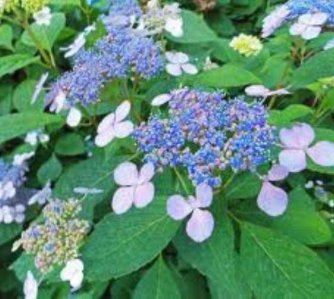 Blue Wave Lacecap Hydrangea