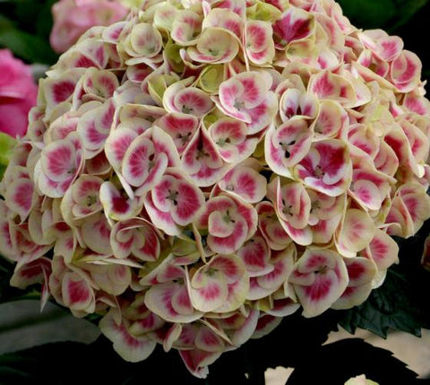 Cityline® Mars Bigleaf Hydrangea