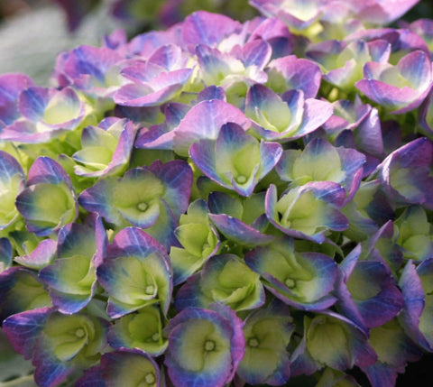 Cityline® Rio Bigleaf Hydrangea