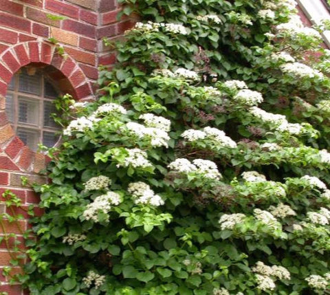 Climbing Hydrangea Anomala ( petiolaris )