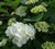 Madame Emile Mouillere Mophead Hydrangea