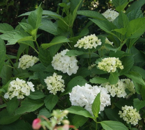 Emile Mouillere White Mophead Hydrangea