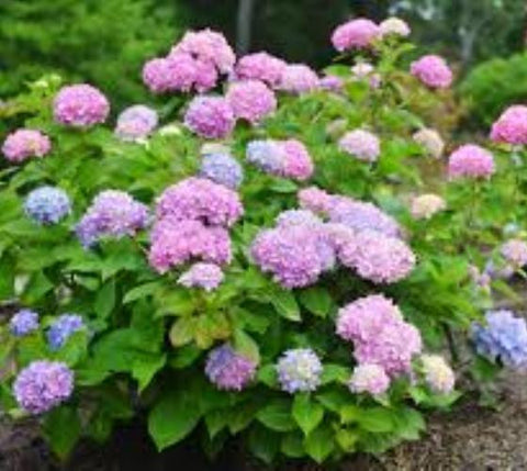 Original Endless Summer® Mophead Hydrangea