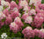 Fire Light™ Hydrangea Hydrangea paniculata 'SMHPFL'.