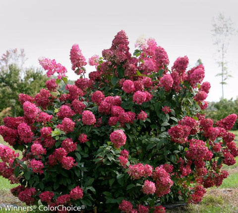 Fire Light™ Hydrangea