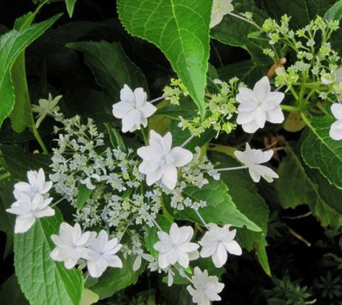 Fuji Waterfall White Lacecap Hydrangea