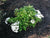 Fuji Waterfall White Lacecap Hydrangea