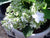 Fuji Waterfall White Lacecap Hydrangea