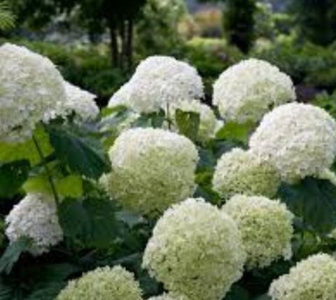 Incrediball® Smooth Hydrangea Arborescens