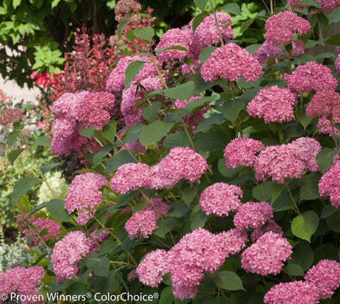 Invincibelle® Spirit Smooth Hydrangea