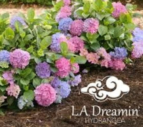 L.A. Dreamin'® Hydrangea
