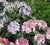 Let's Dance® Diva Reblooming Hydrangea
