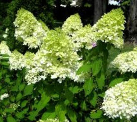 Limelight Panicle Hardy Hydrangea