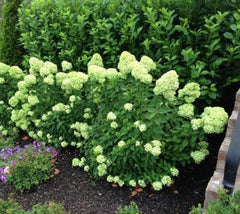 Little Lime Hardy Hydrangea hydrangea paniculata little lime