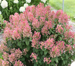 Little Quick Fire® ( Dwarf ) Hardy Hydrangea