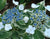 Mariesii Variegated Lacecap Hydrangea  " hydrangea macrophylla mariesii variegata "