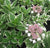 Mariesii Variegated Lacecap Hydrangea  " hydrangea macrophylla mariesii variegata "