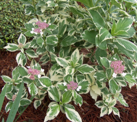 Mariesii Variegated Lacecap Hydrangea